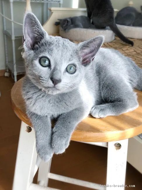 gg 様のお迎えした子猫