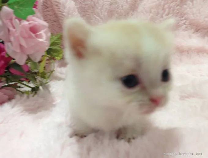 ID:1601-00102の子猫