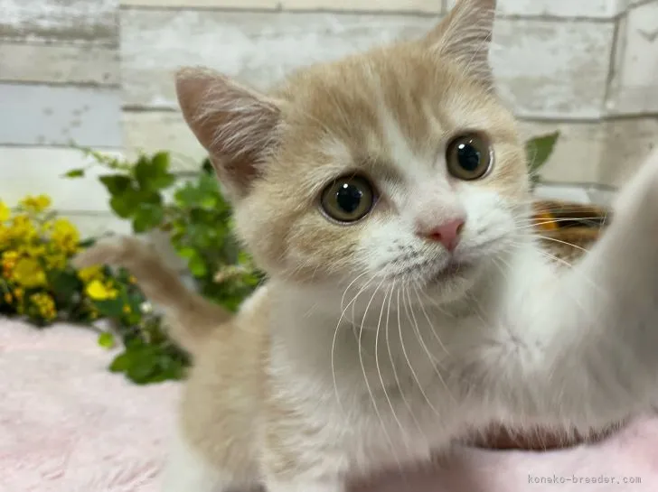 ID：2105-00094の子猫