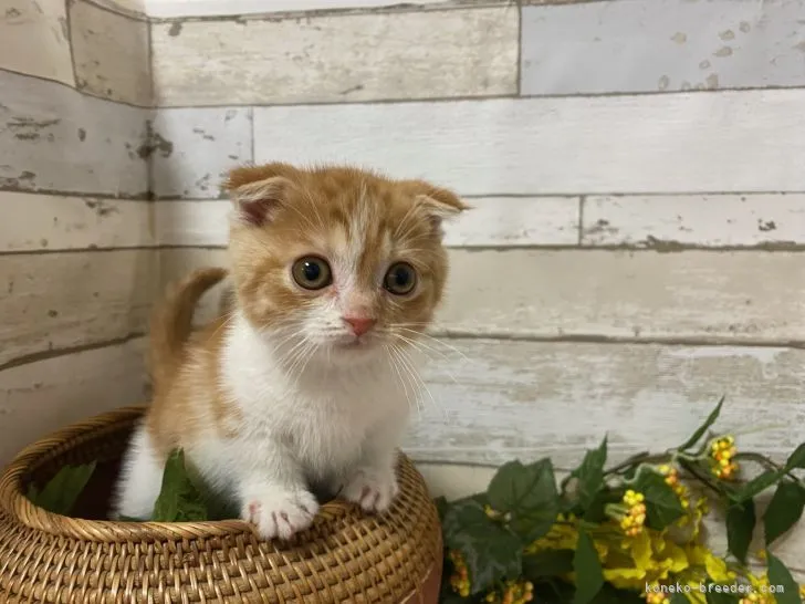 ID:2112-01769の子猫
