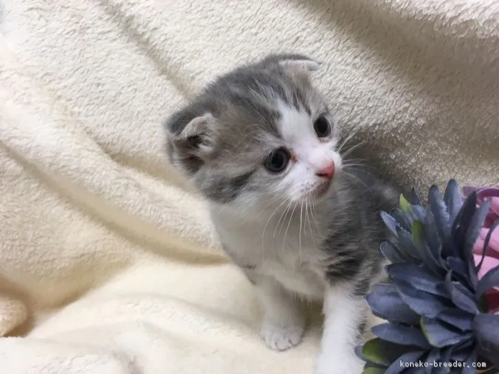 ID：1709-00507の子猫