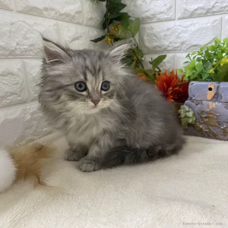 K.T 様のお迎えした子猫