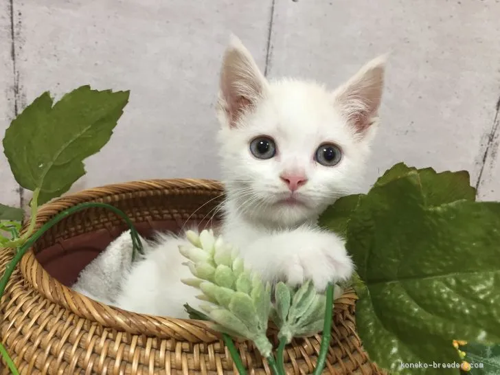 ID:2005-01006の子猫