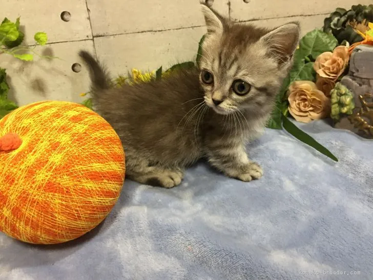ID:2007-00281の子猫