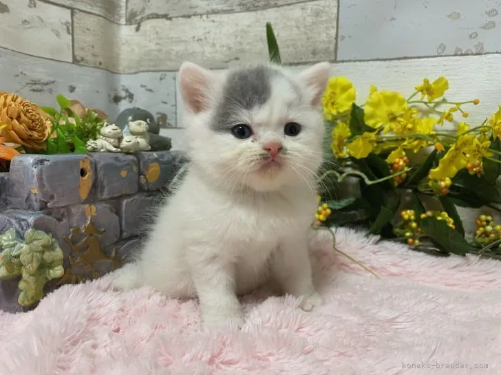 くるみく 様のお迎えした子猫