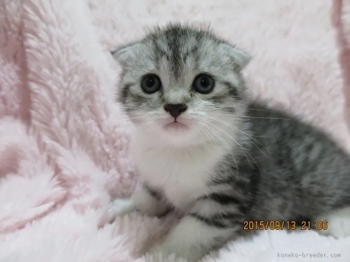 ID:1508-00412の子猫