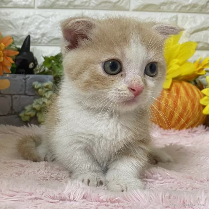 ID:2406-02276の子猫
