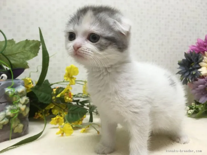 ID:1802-00505の子猫
