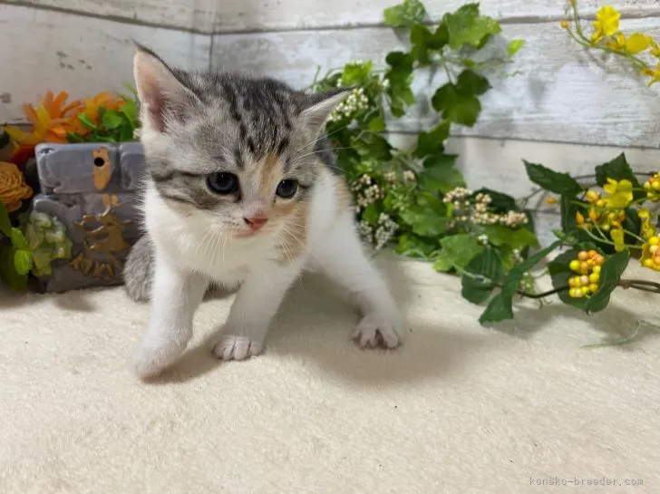 ID:2110-02477の子猫