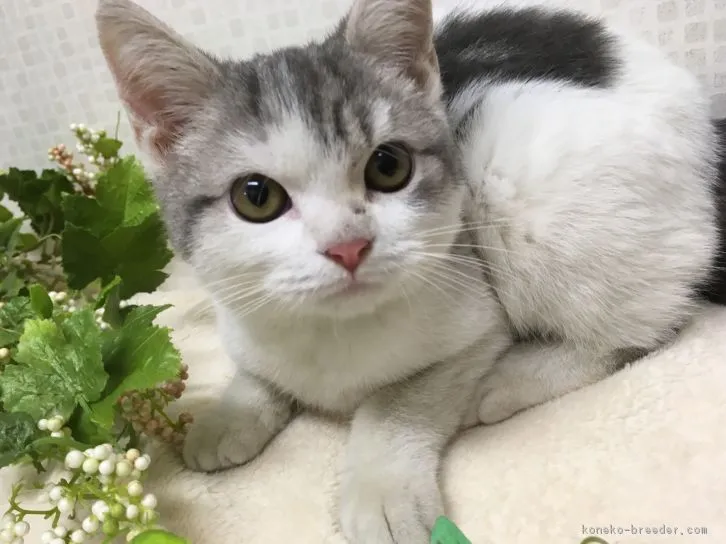 ID：1608-00558の子猫