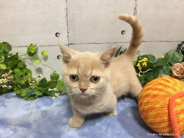 ID:2005-01996の子猫
