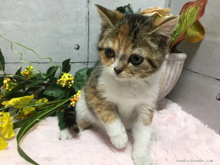 ID：1912-01123の子猫