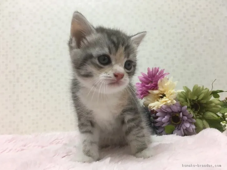 ID:1806-00744の子猫