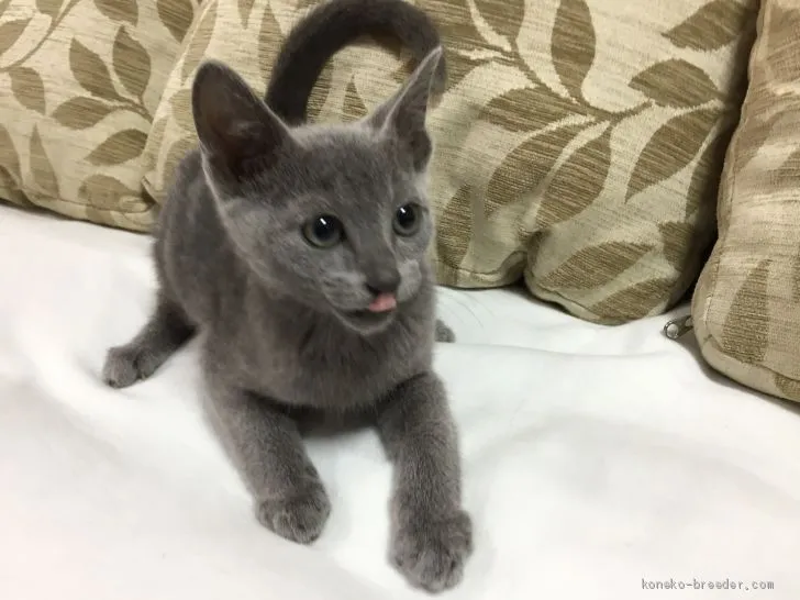 ID:1911-00663の子猫
