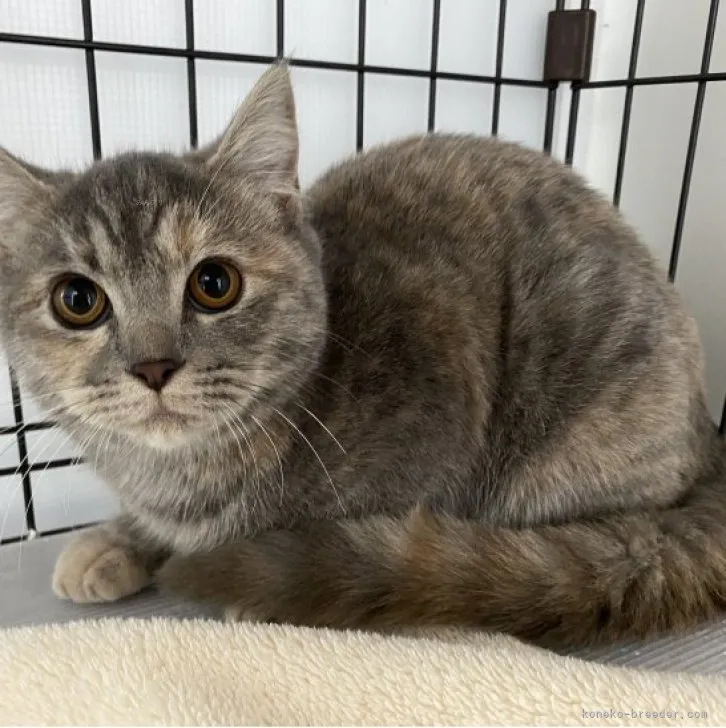 ID:2308-03097の子猫