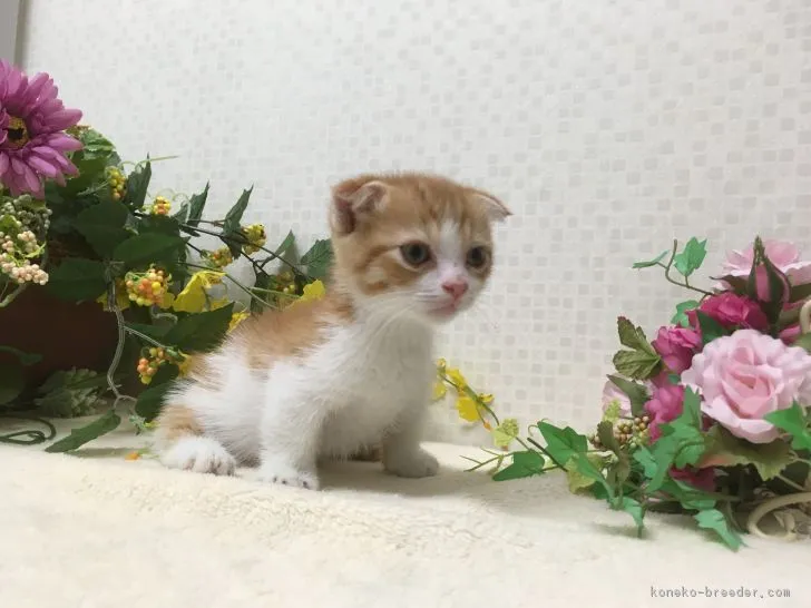 ID:1803-01331の子猫