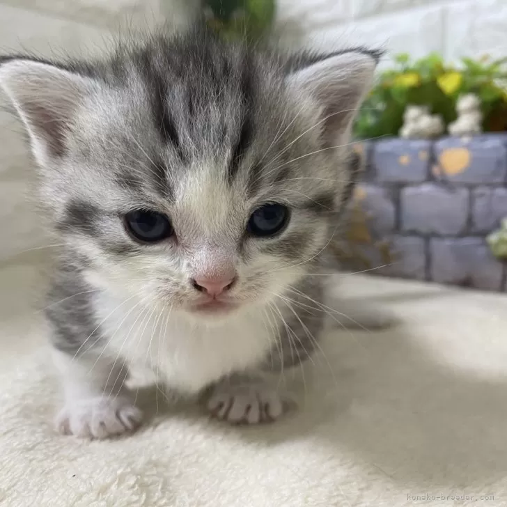 ID：2410-02385の子猫