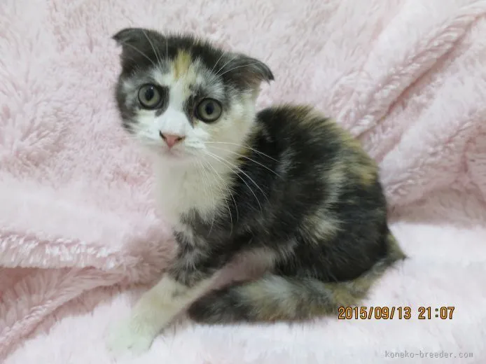 ID：1508-00306の子猫