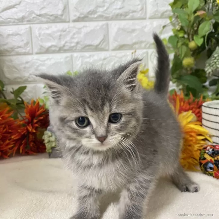 ID：2411-02122の子猫