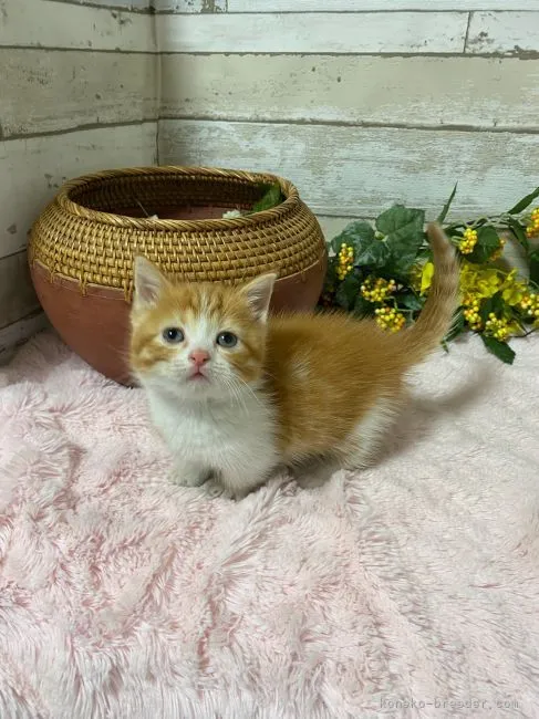 ID：2203-01217の子猫