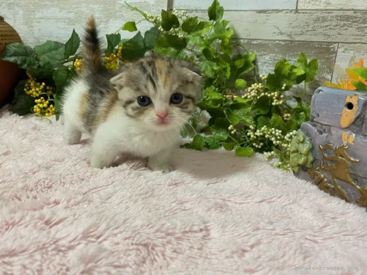 ID：2112-01770の子猫