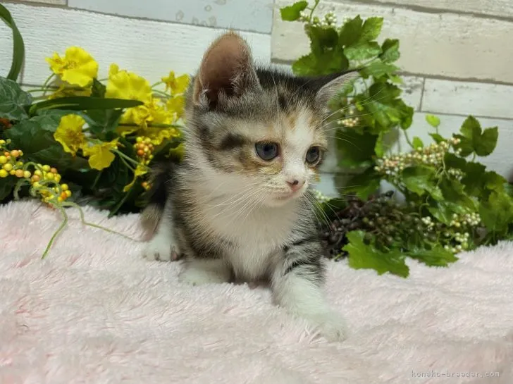 BK 様のお迎えした子猫