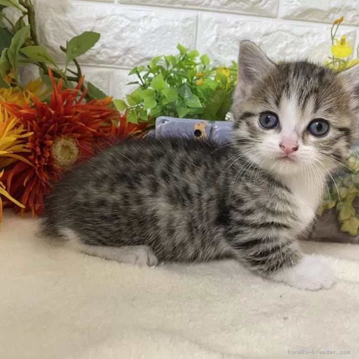 ID：2410-02386の子猫