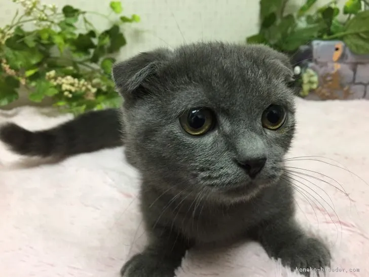 りお 様のお迎えした子猫