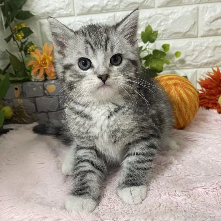 ID:2404-00032の子猫