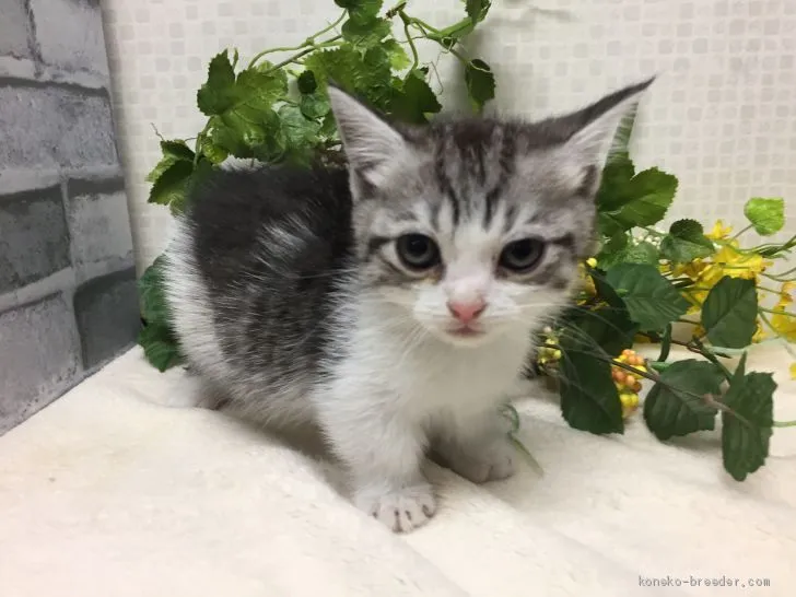 ID：1906-01637の子猫