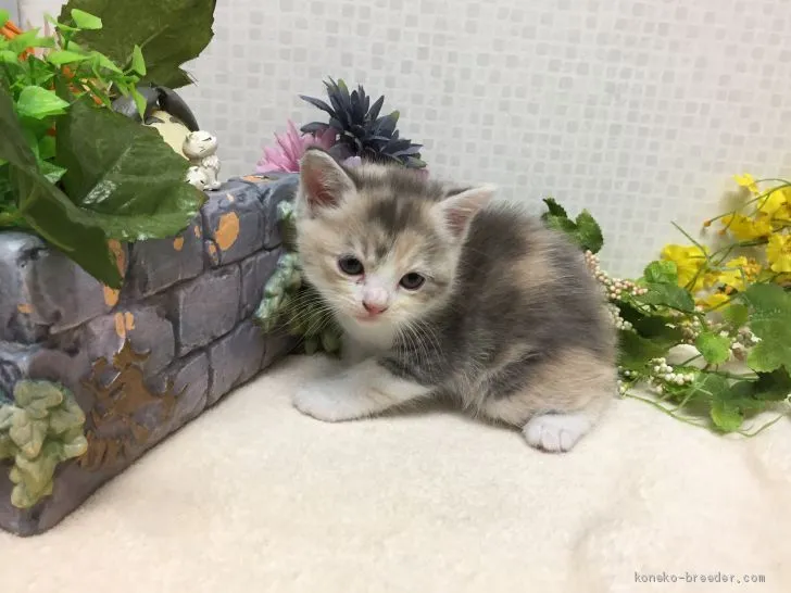 ID：1905-02080の子猫