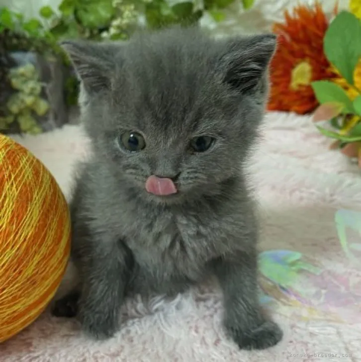 ID:2311-00213の子猫