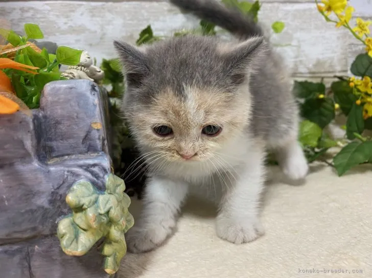 ID：2108-00920の子猫