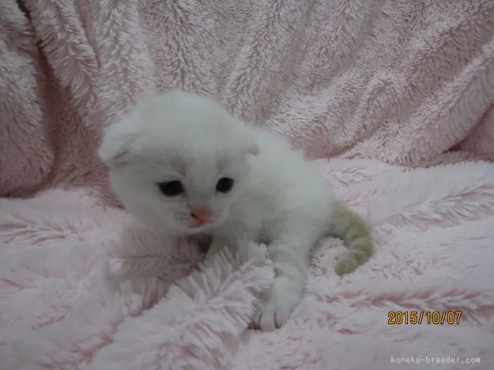 ID：1510-00288の子猫