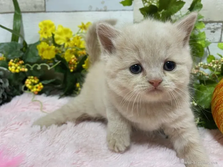 ID：2105-00056の子猫