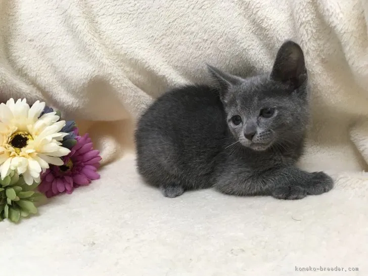 ID:1705-00647の子猫