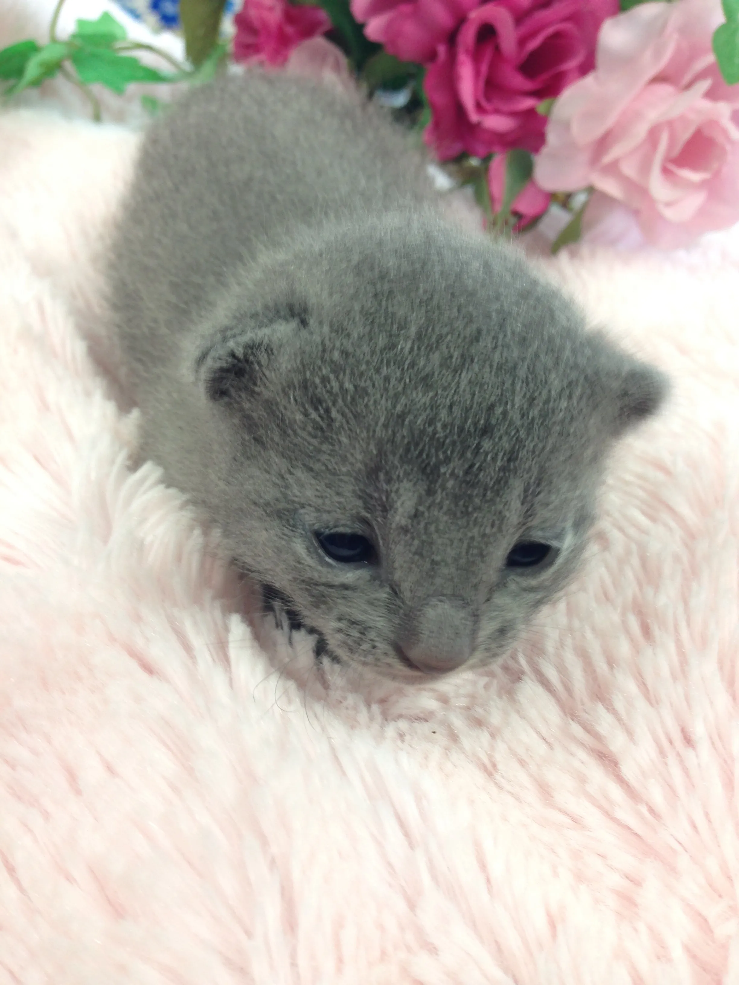 ID:1604-00211の子猫