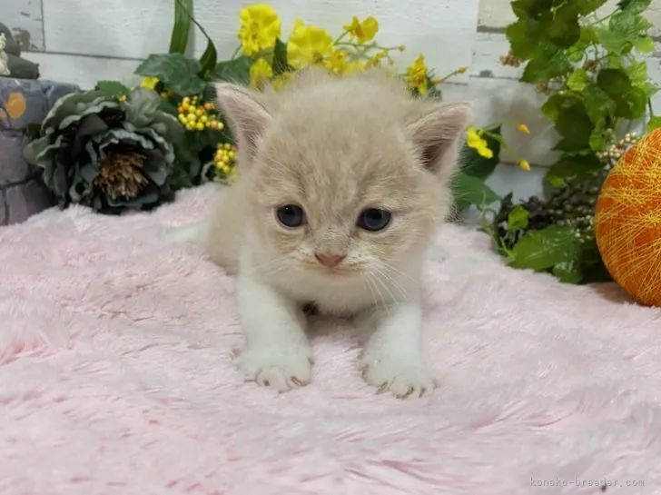 みいたん4 様のお迎えした子猫