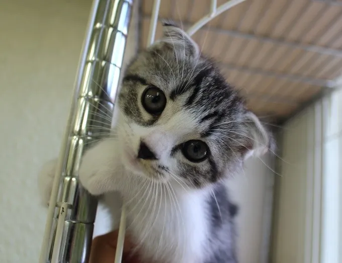 ID:1406-00219の子猫