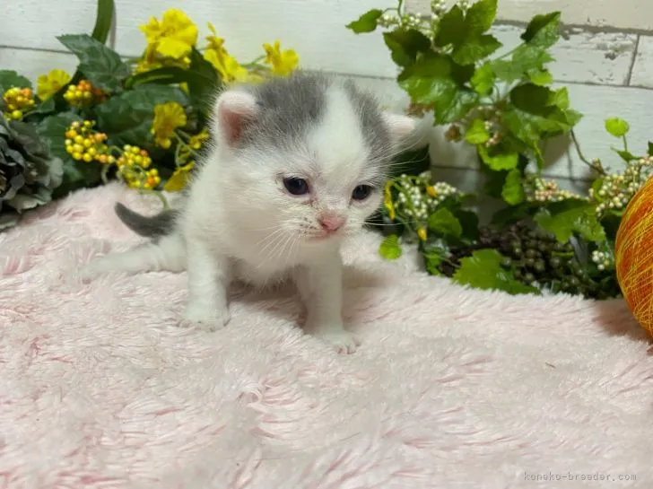 ID:2108-00918の子猫