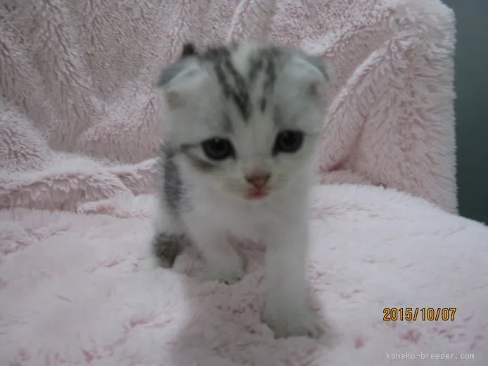 ID:1509-00298の子猫