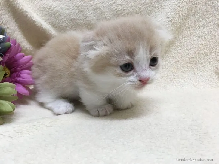 ID:1706-00231の子猫