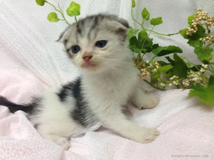 ID：1605-00301の子猫