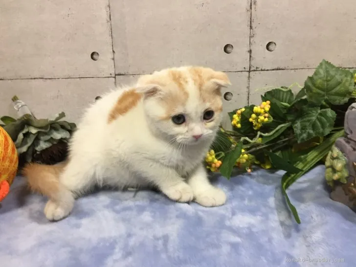 ID：2007-00282の子猫