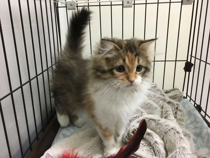 いのうえ 様のお迎えした子猫