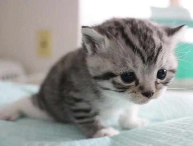 ID：1501-00127の子猫