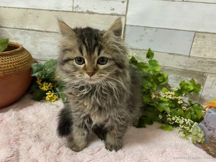 ID：2201-00849の子猫