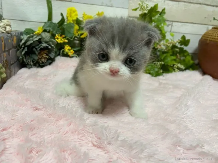 ID：2104-01502の子猫