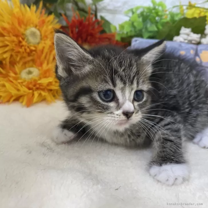 ID：2409-02877の子猫