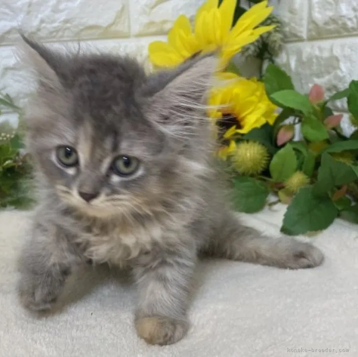 ゆり 様のお迎えした子猫